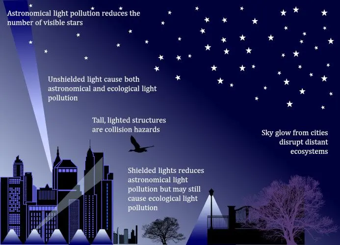 How Light Pollution Harms Wildlife