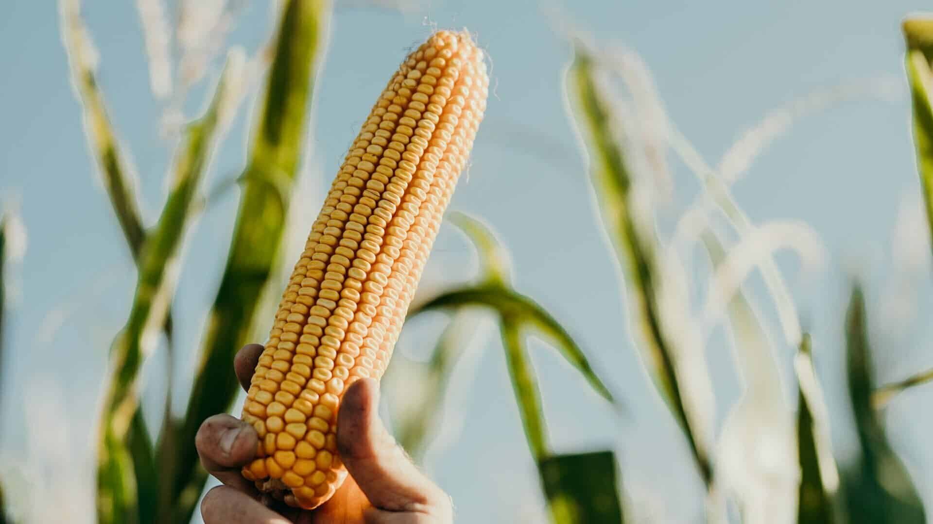 The Unexpected Power of Corn