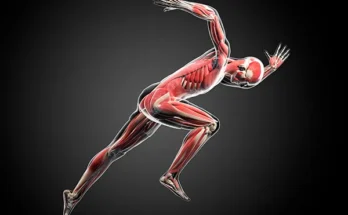 What Are Fast Twitch And Slow Twitch Muscle Fibers? TRAIN, 44% OFF