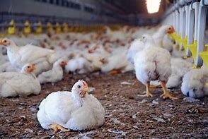 Feeding Your Flock: A Poultry Nutrition Guide