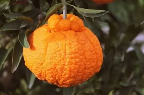 Nature's Strangest Delights