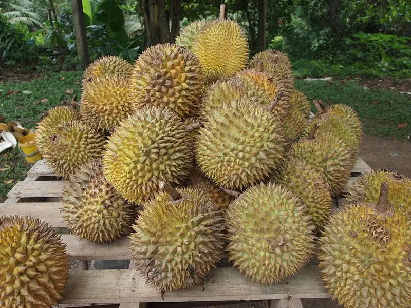 Nature's Strangest Delights