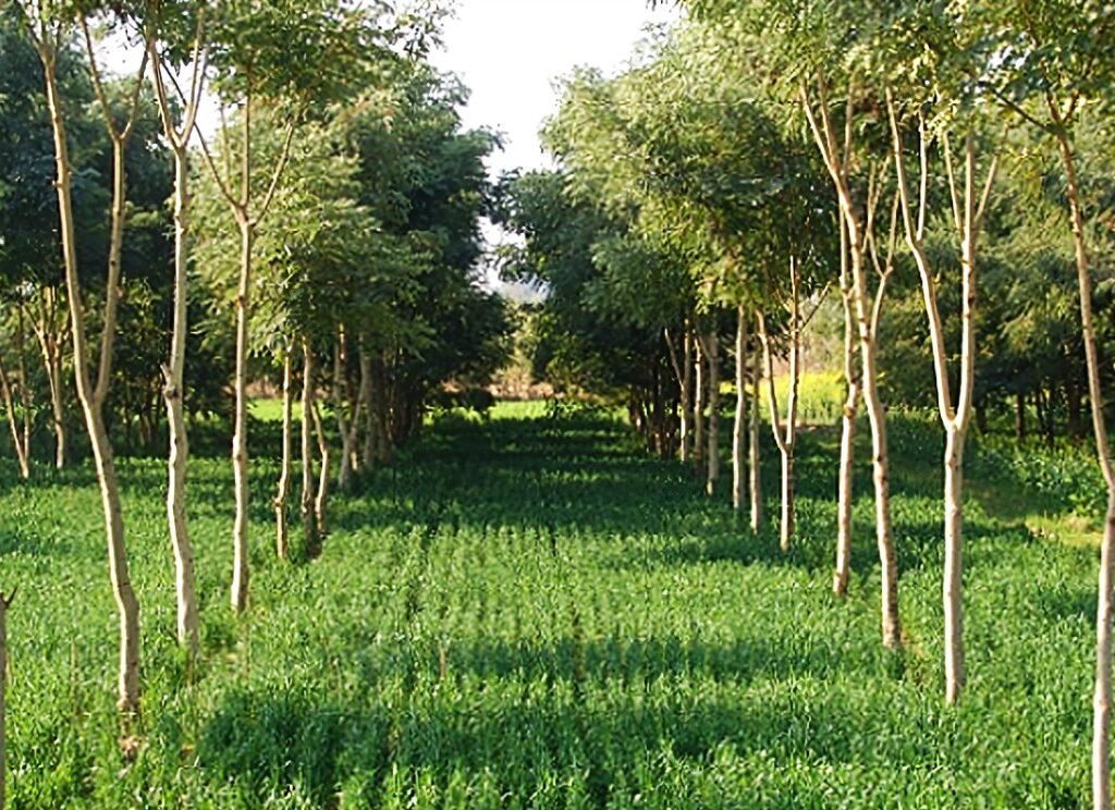 Agroforestry