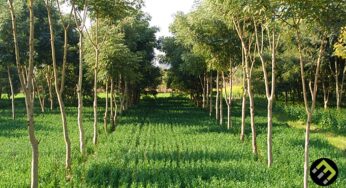 Here is a Solution to Nigeria Agricultural Problem