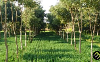 Agroforestry