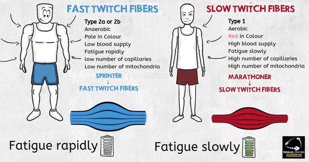 Fast twitch Vs Slow twitch Muscles