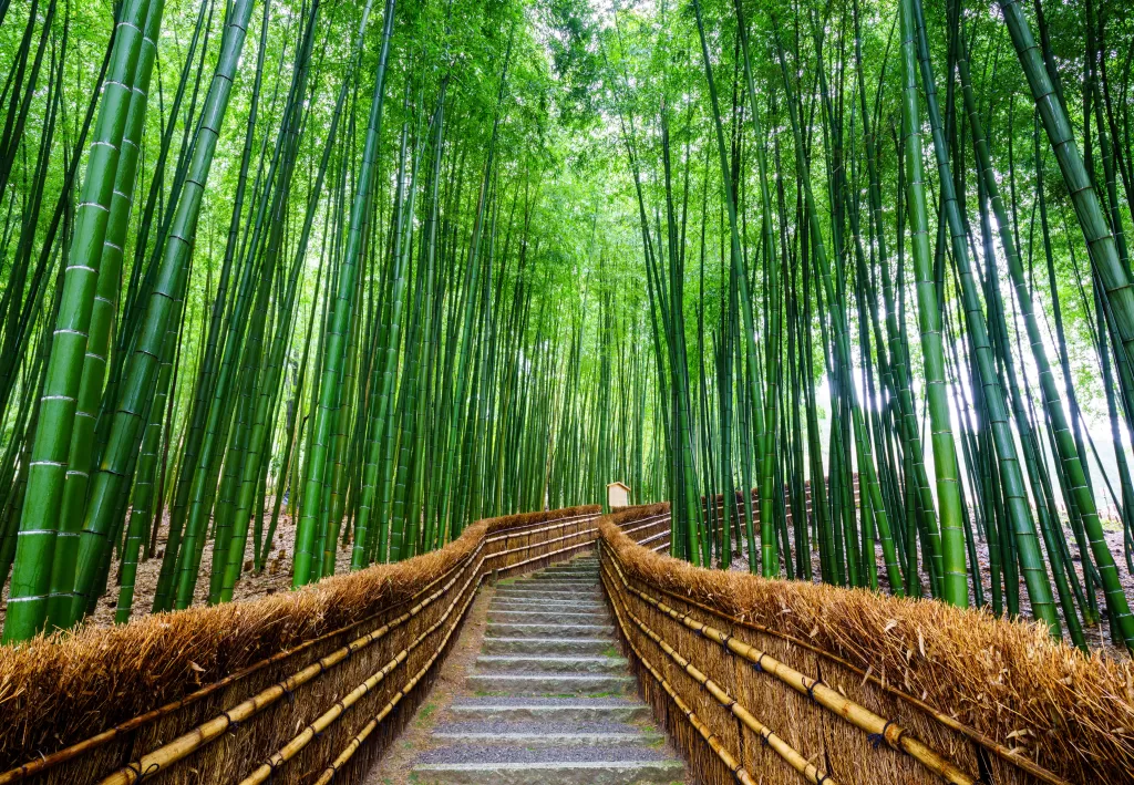 The Enchanting Bamboo Forest of Arashiyama, Japan. A very unique place 