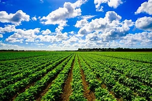 Top 4 Countries with the Best Agricultural Systems