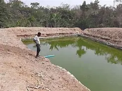 5 Different Types of Fish Pond for Fish Farming: Earthen Ponds
