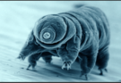 5 Weird Facts About the World's Smallest Organism: Tardigrades