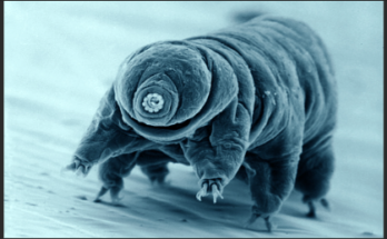 5 Weird Facts About the World's Smallest Organism: Tardigrades