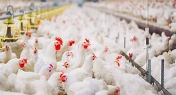 5 Different Types of Poultry Houses for Effective Poultry Production