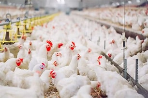 5 Different Types of Poultry Houses for Effective Poultry Production