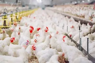 Smart Poultry Farming