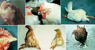 5 Common Poultry Diseases and Their Remedies