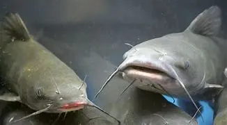 5 Fast-Growing Fish Species for Profitable Aquaculture
