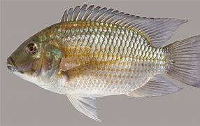 Tilapia Fish 