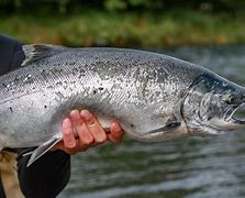 Salmon fish 