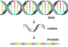 The Discovery of mRNA