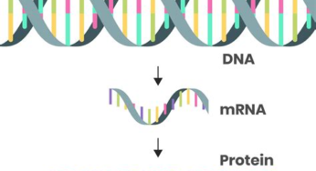 The mRNA Revolution: How a Lab Accident Changed Medicine Forever!