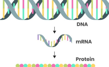 The Discovery of mRNA