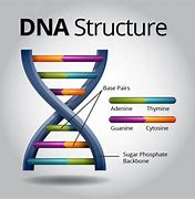 Structure of DNA