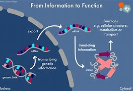 mRNA Technology Application