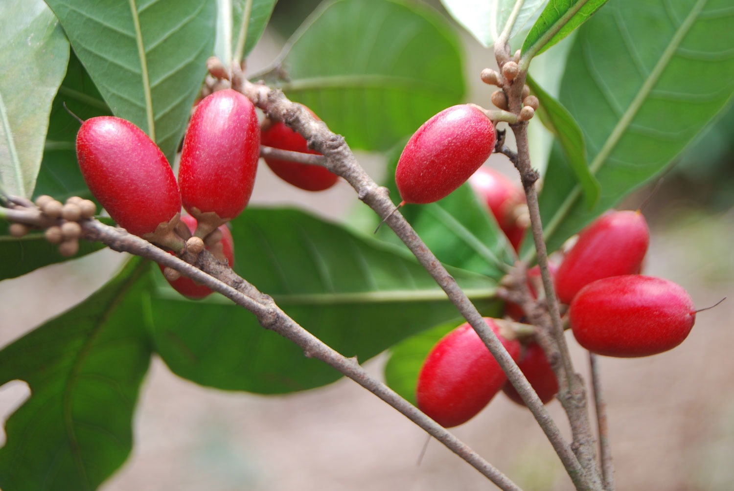 Miraculin Plant