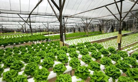 Hydroponics: Soil-less Farming