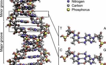 The Discovery of DNA