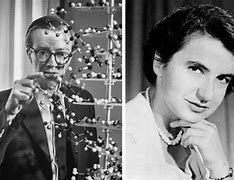  Rosalind Franklin and Maurice Wilkins (1951)