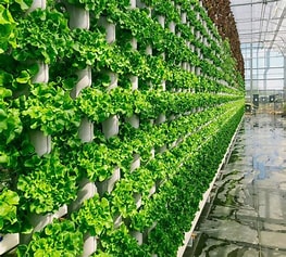 Vertical Farming: Growing Upwards