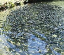 5 Different Types of Fish Pond for Fish Farming