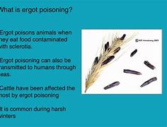 Ergot Poisoning