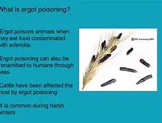 Ergot Poisoning
