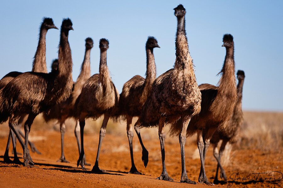 Flock of Emus