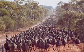 Migrating Emus