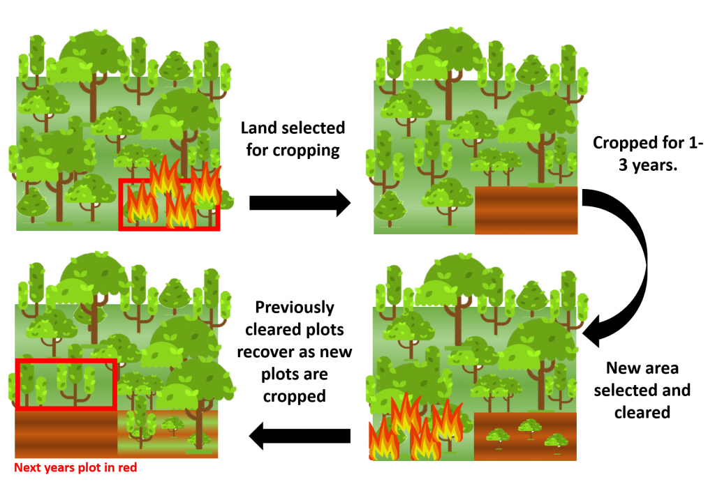  The Transition from Foraging to Farming