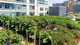 The Rise of Agriculture in Urban Areas 