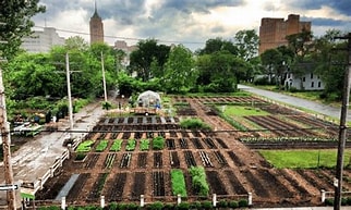 The Rise of Agriculture in Urban Areas 