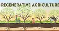 Regenerative Agriculture: Restoring Soil Health and Biodiversity