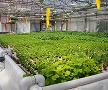 Hydroponics and Aquaponics: Soil-less Farming Techniques for Sustainable Food Production