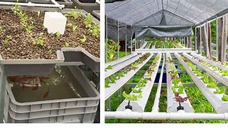 Hydroponics and Aquaponics: Soil-less Farming Techniques for Sustainable Food Production