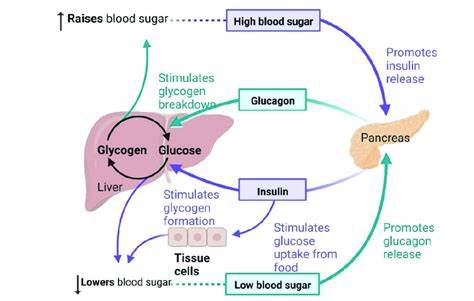 blood sugar regulation cycle