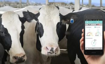 Implementing IoT for Real-Time Monitoring of Livestock Feed Intake