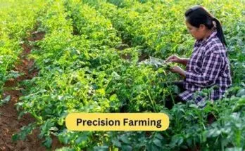 Precision Agriculture Techniques for Enhancing Organic FarmingPrecision Agriculture Techniques for Enhancing Organic Farming