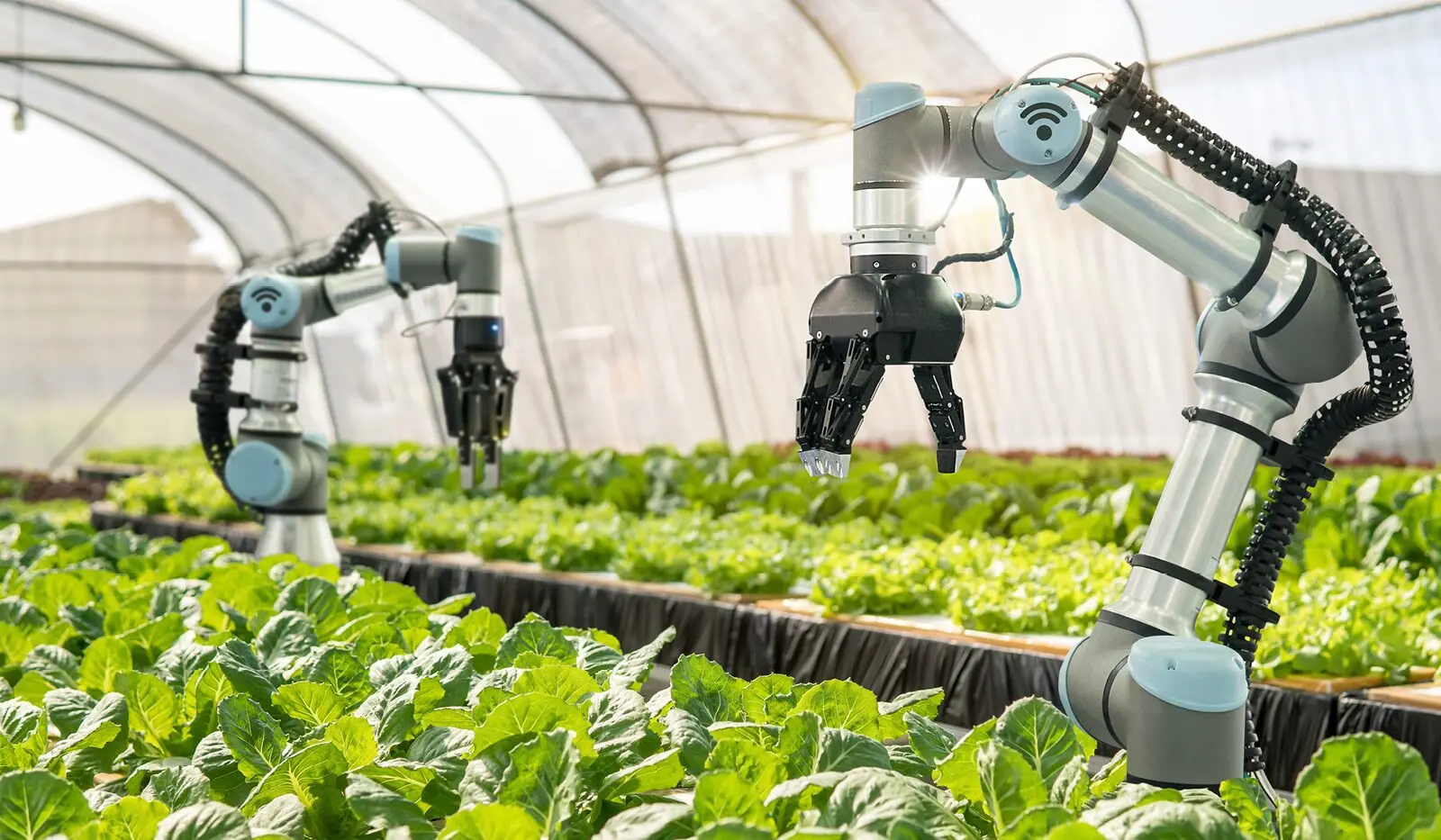 Smart Farming Practices for Enhancing Pollination Efficiency