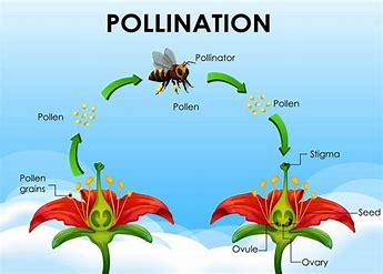 The Importance of Pollination in Agriculture