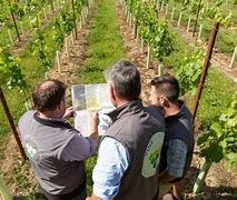 IoT Applications in Vineyard Management