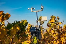 IoT Applications in Vineyard Management